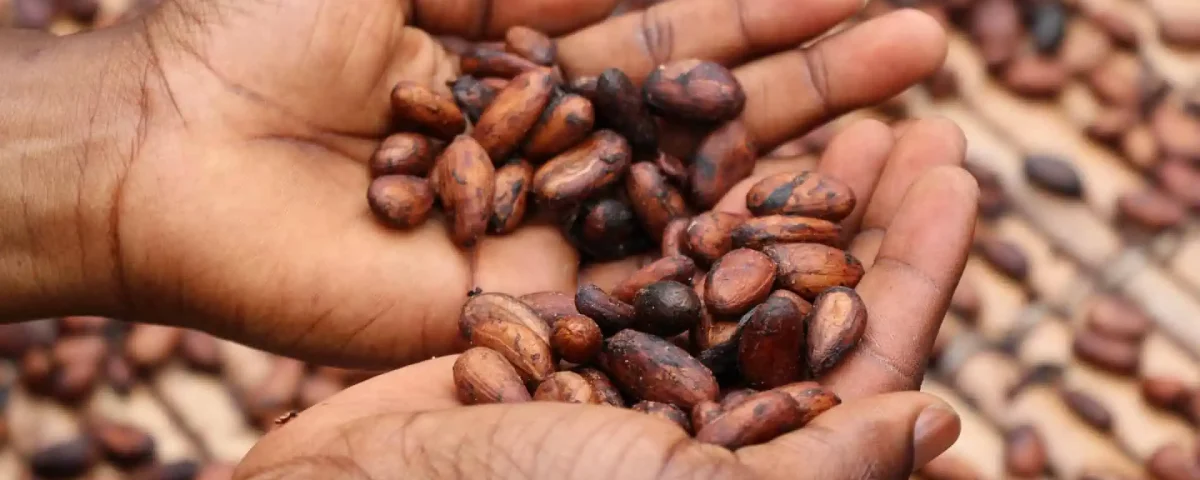 Historia del chocolate